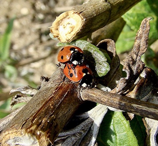 7-spot ladybirds mating